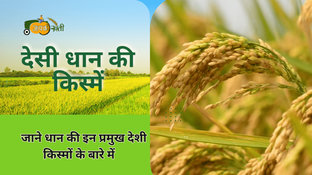 देसी धान की किस्में-Aapkikheti.com