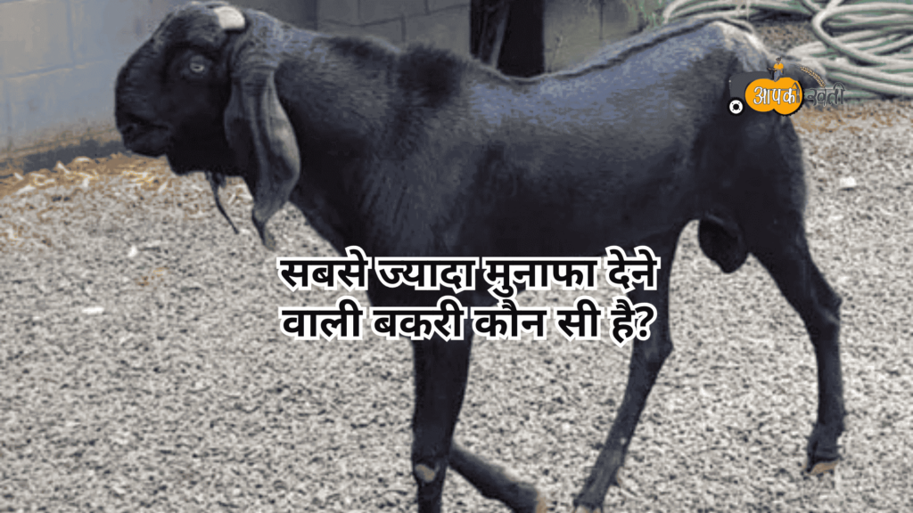 भारत में बकरी की नस्लें-Aapkikheti.com