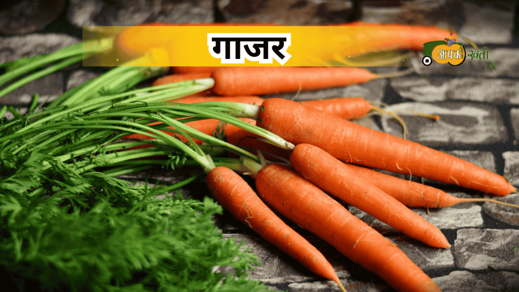 अक्टूबर में बोई जाने वाली सब्जियां-Aapkikheti.com