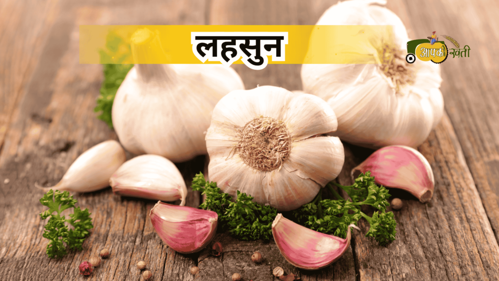 अक्टूबर में बोई जाने वाली सब्जियां-Aapkikheti.com