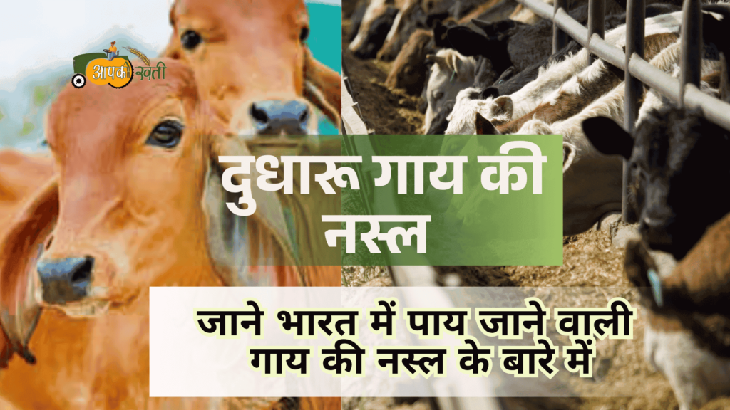 दुधारू गाय की नस्ल-Aapkikheti.com
