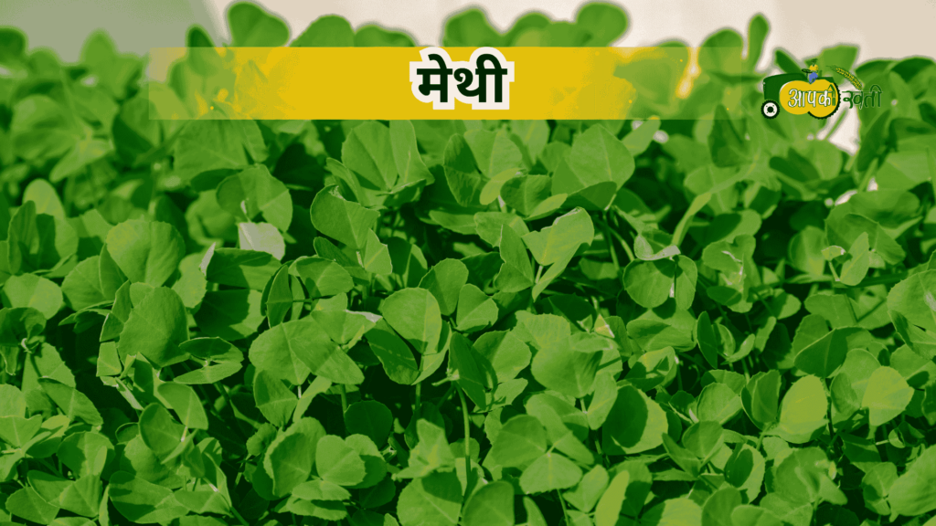 अक्टूबर में बोई जाने वाली सब्जियां-Aapkikheti.com