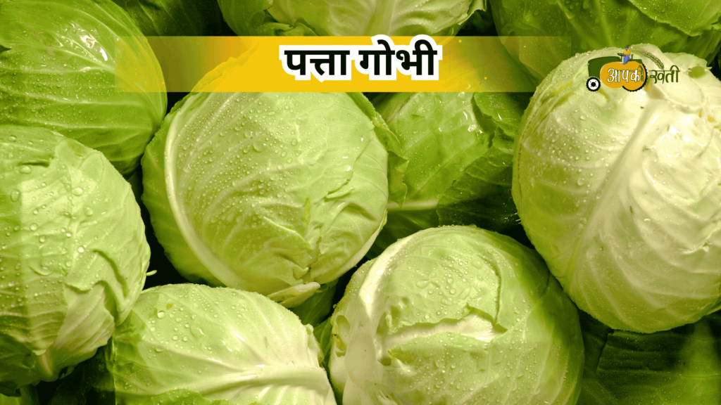 अक्टूबर में बोई जाने वाली सब्जियां-Aapkikheti.com