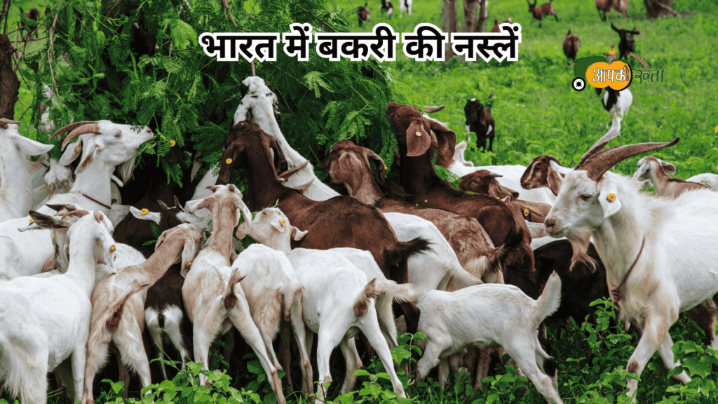भारत में बकरी की नस्लें-Aapkikheti.com