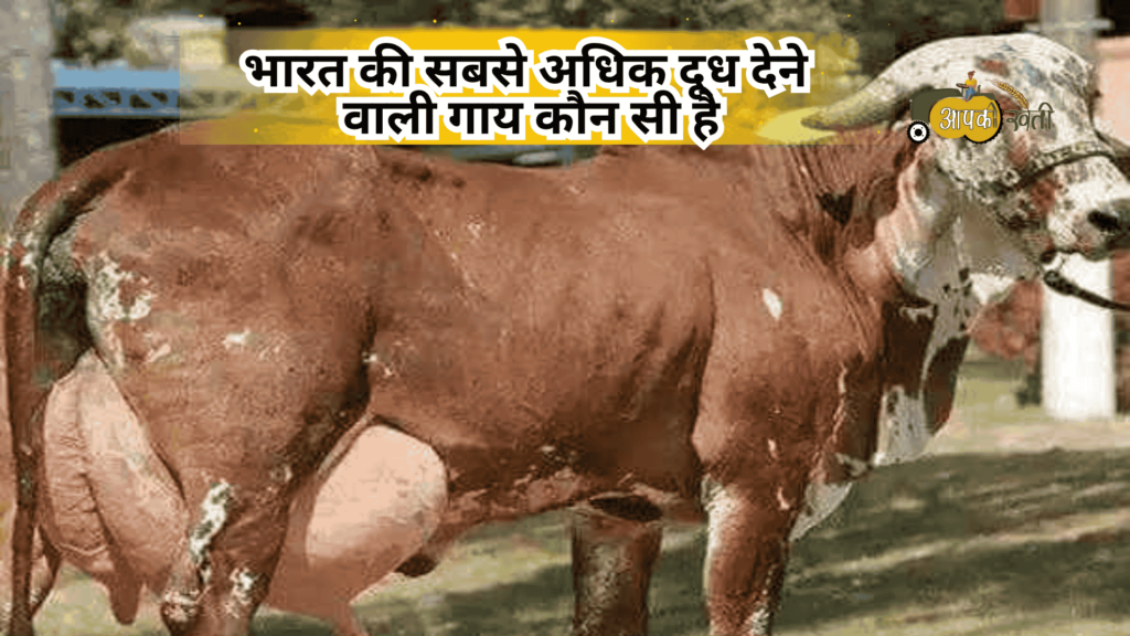 दुधारू गाय की नस्ल-Aapkikheti.com
