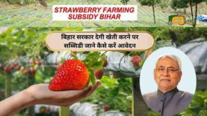 Strawberry Farming Subsidy Bihar-Aapkikheti.com