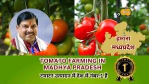 Tomato Farming in Madhya pradesh-Aapkikheti.com